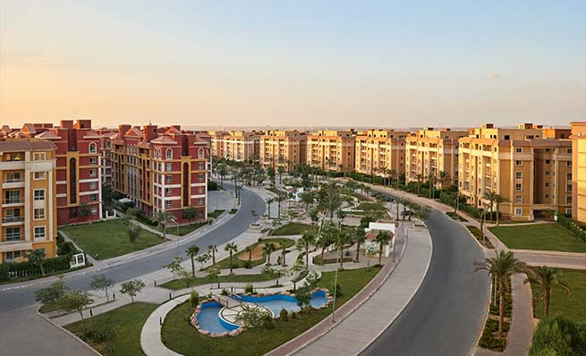 Degla palms